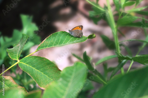 butterfly sitting on a tree leaf in the garden