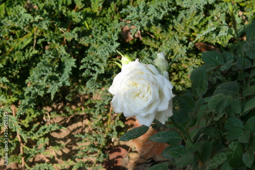 white flower
