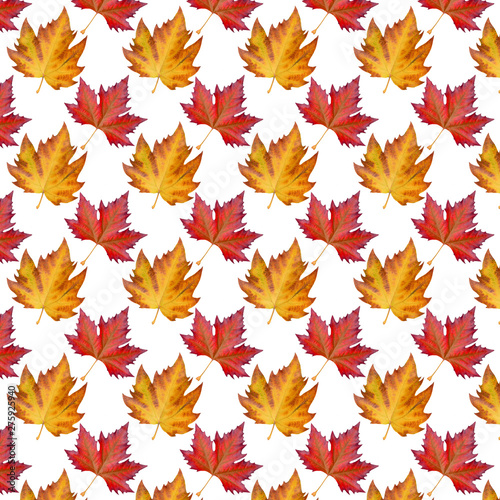 Pattern sycamore brown autumn leaf on white
