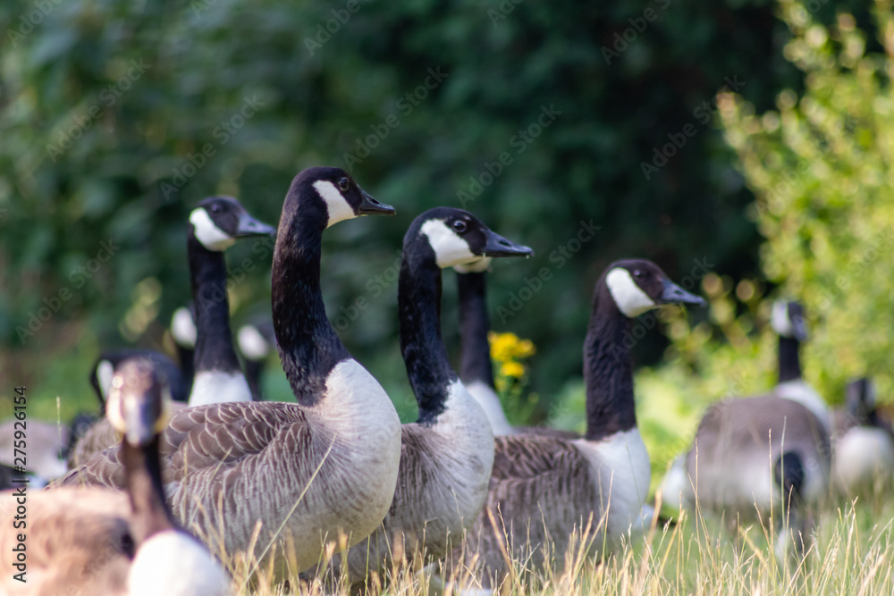 Obraz premium Kanadagänse als Gänseschar und Gänsefamilie in einem Park genießen das Leben, den Sommer und Frühling