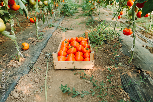 Organic tomatoes freshly picked in a basket in a greenhouse. Healthy food.