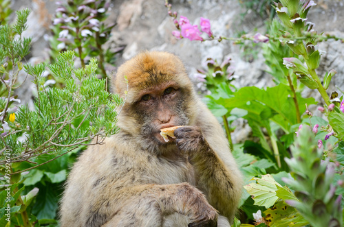 close of view of the gibraltar monkeys