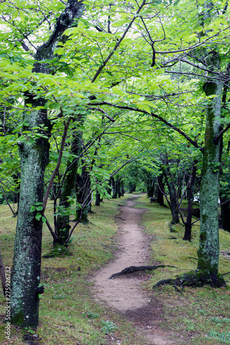 alley in the park