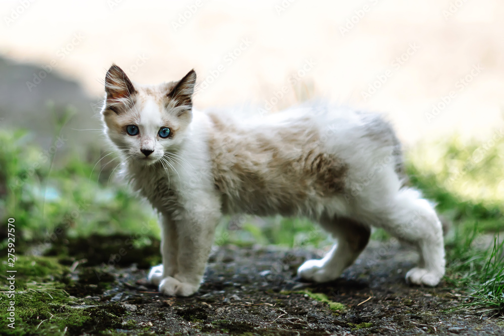 Homeless grimy little white kitten. A beautiful cat with blue eyes.