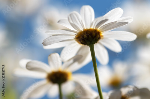 White daisies  Marguerite  in front of blue sky.