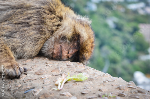 close of view of the gibraltar monkeys