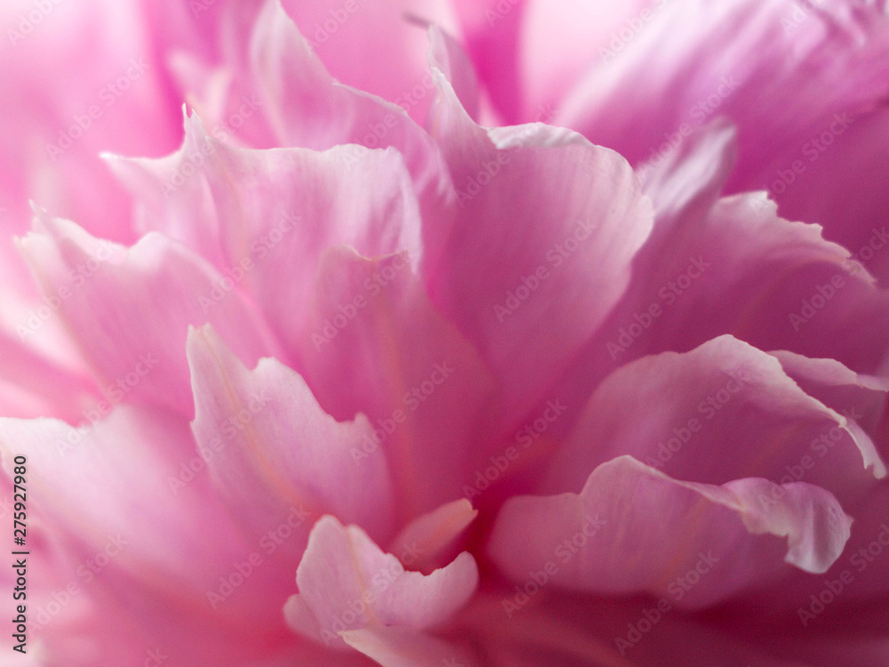 Beautiful pink peony close up. Abstract flower background