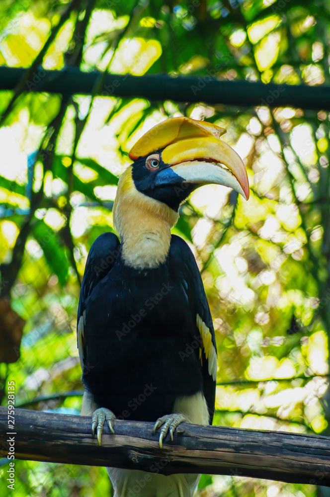 Hornbill is the black body and yellow neck, it Sticking on the timber and looking something Hornbill is the black body and yellow neck, it Sticking on the timber and looking something