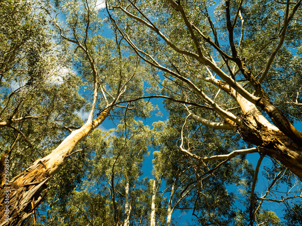 Obraz premium Looking up to the tall tress