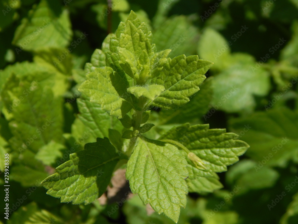 Green leaves of fresh lemon balm in the sunny herb garden as closeup Green leaves of fresh lemon balm in the sunny herb garden as closeup
