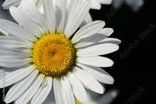 Nahaufnahme und detail einer margerite im sommer vor dunklem hintergrund