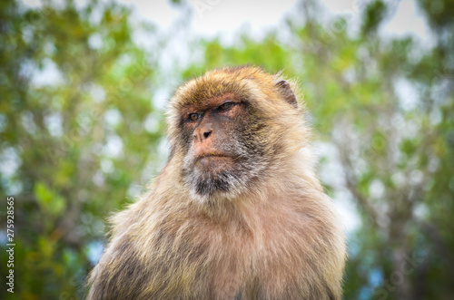 close of view of the gibraltar monkeys