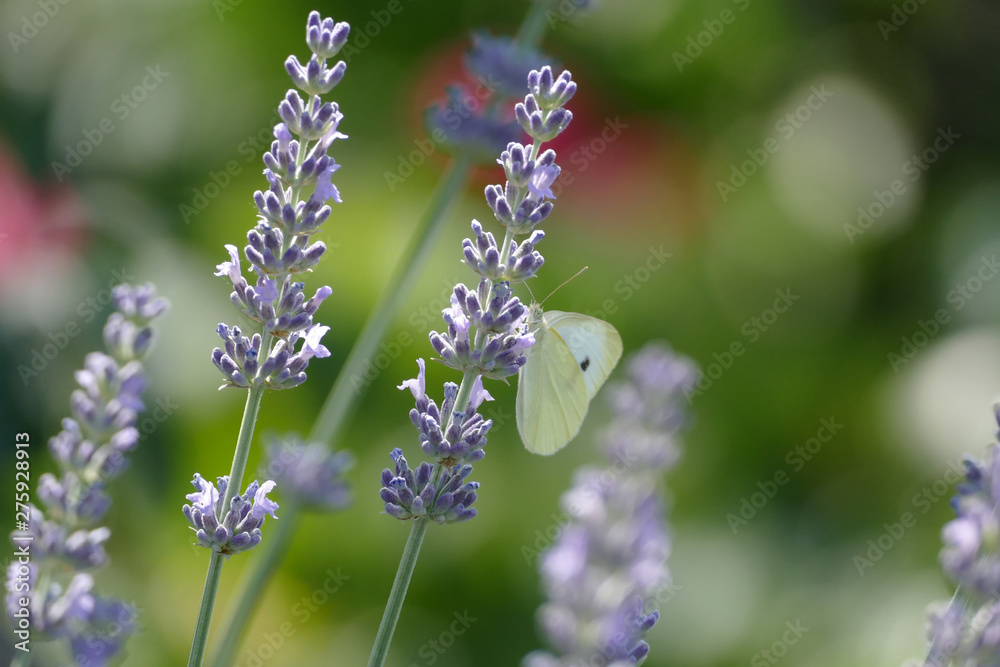 Obraz premium Lavendel und Kohlweißling im Sommer