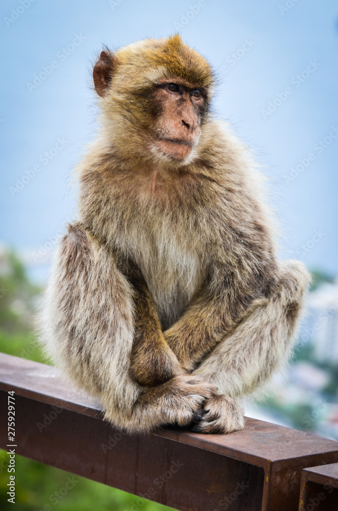 Fototapeta premium close of view of the gibraltar monkeys