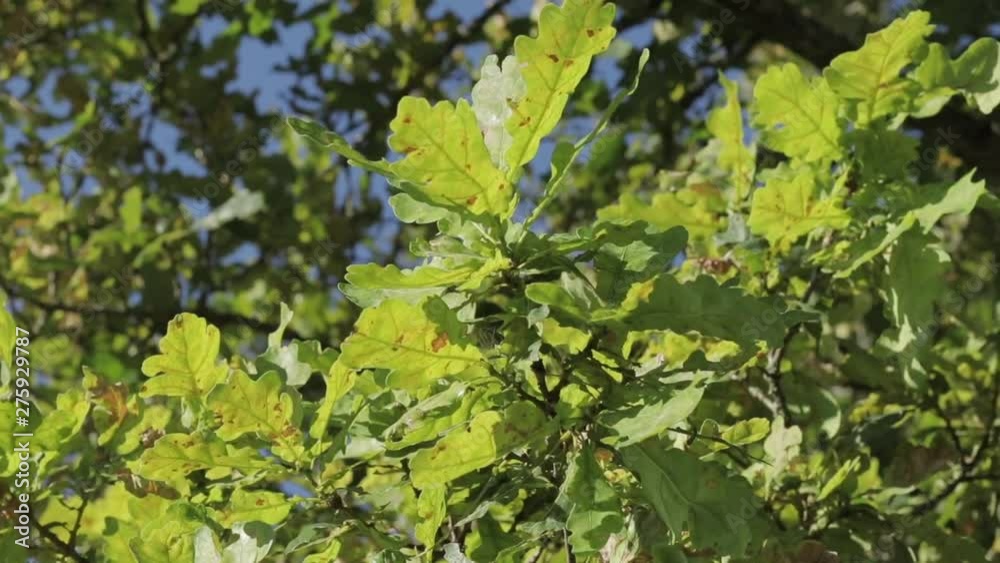 Close up of oak-tree leaves blowed by the light summer breeze Close up of oak-tree leaves blowed by the light summer breeze