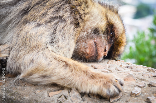 close of view of the gibraltar monkeys