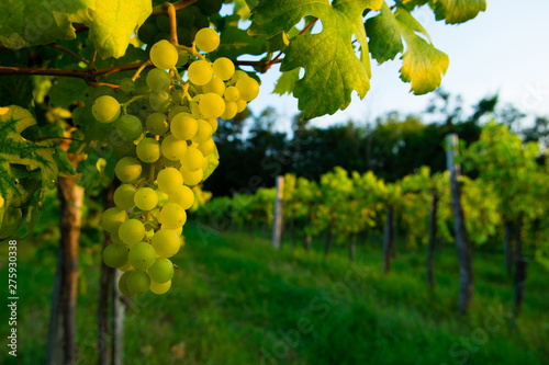 bunch of white grape hanging on vine plant at sunset