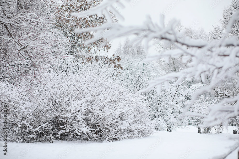 Obraz premium Winter landscape. Forest under the snow. Winter in the park.