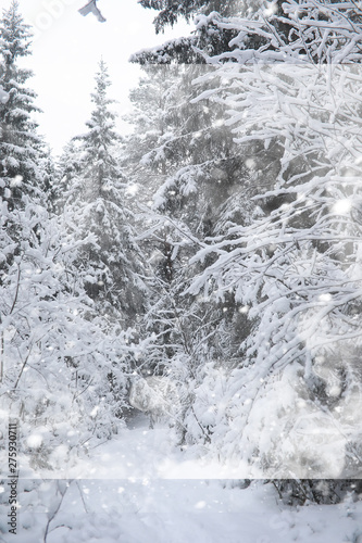 Winter landscape. Forest under the snow. Winter in the park.