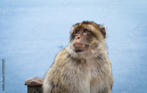 close of view of the gibraltar monkeys © Anna_Anny