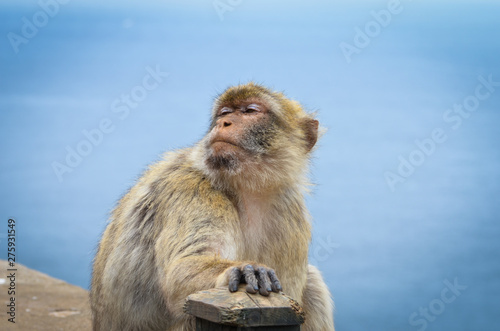 close of view of the gibraltar monkeys © Anna_Anny