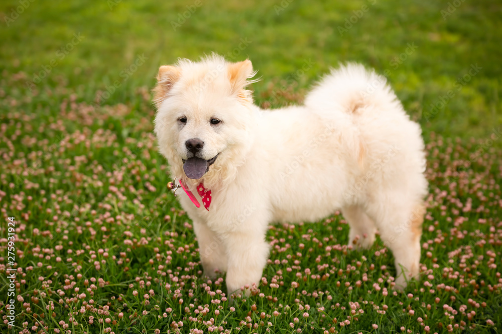 Pet animal; cute dog in the park