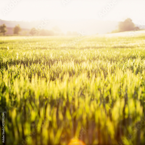 Junges grünes Gerstenfeld im Frühsommer im stimmungsvollen Gegenlicht der untergehenden Sonne photo