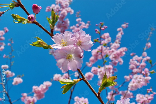 Beatiful blossoming pink sacura cherry tree flowers against blue sky background