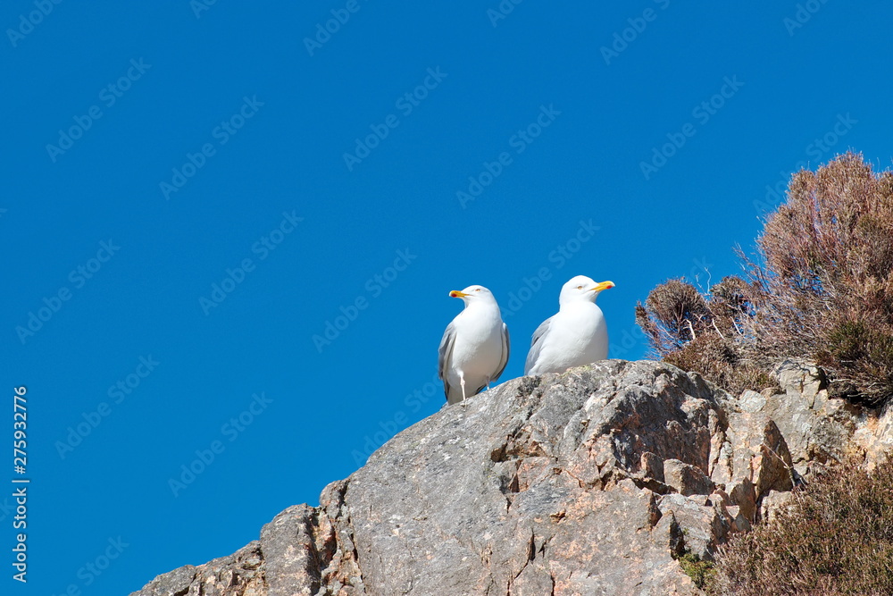 Great Black-backed Gull (Larus marinus) On the rocks and blue sky background. Great Black-backed Gull (Larus marinus) On the rocks and blue sky background.