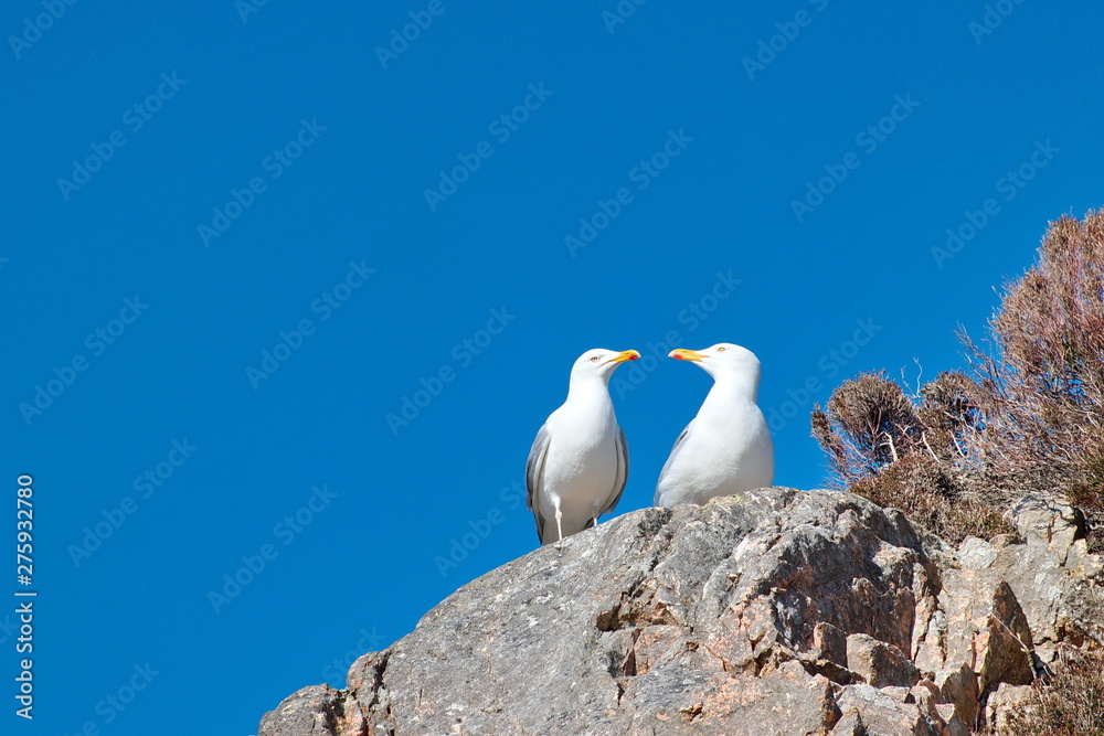 Great Black-backed Gull (Larus marinus) On the rocks and blue sky background. Great Black-backed Gull (Larus marinus) On the rocks and blue sky background.