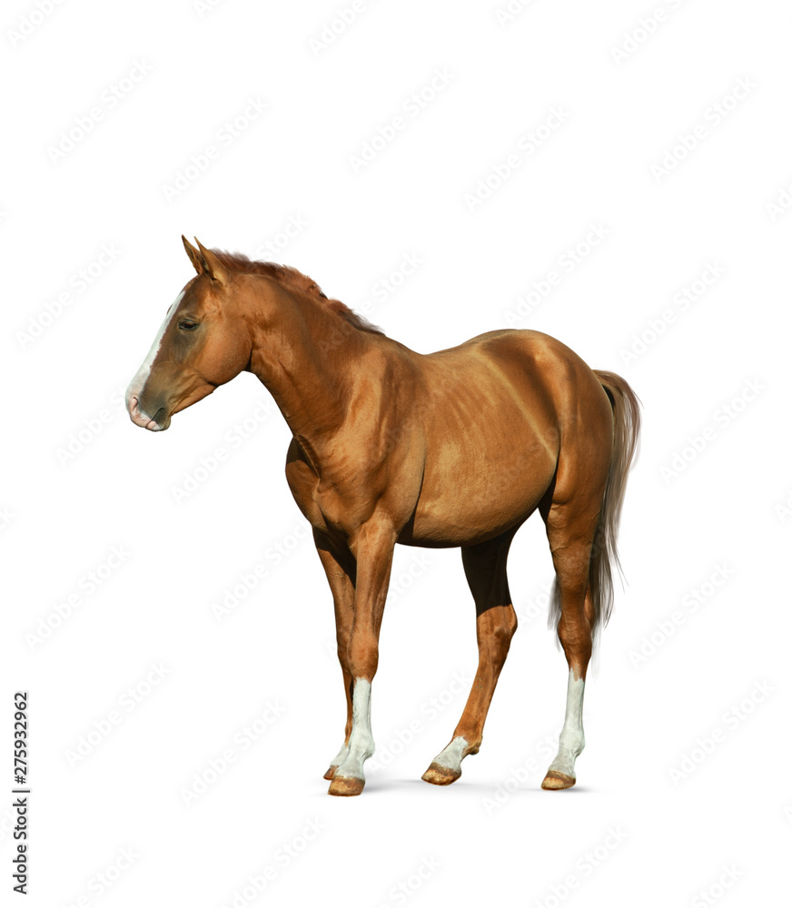 Chestnut horse isolated