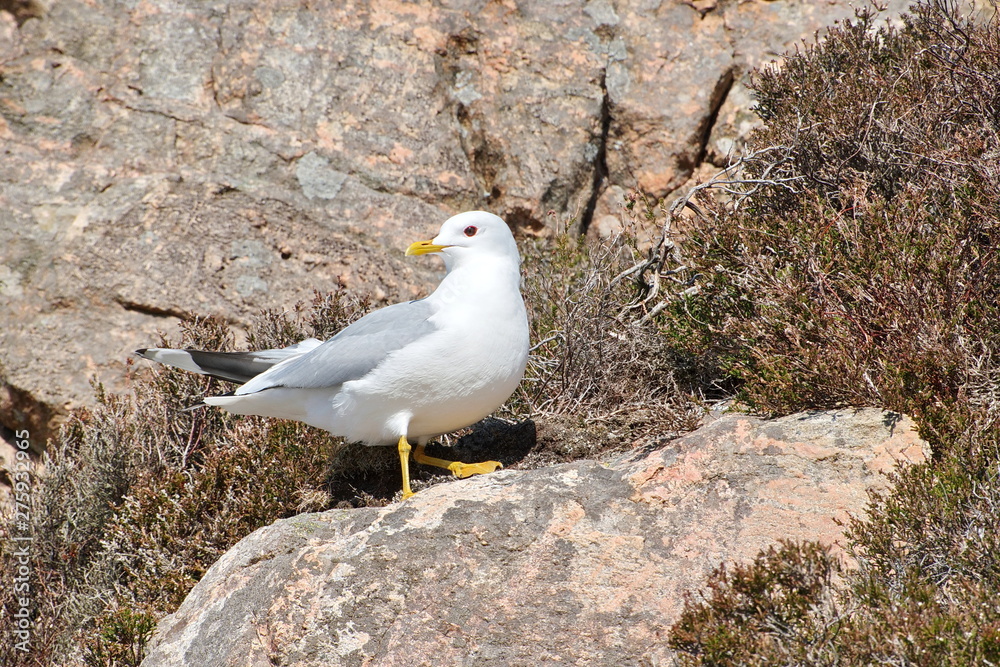 Great Black-backed Gull (Larus marinus) On the rocks and blue sky background. Great Black-backed Gull (Larus marinus) On the rocks and blue sky background.