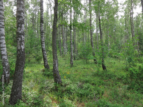 Birch grove background