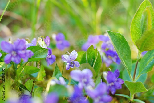 Wild Viola. Flowering violet (Viola hirta)