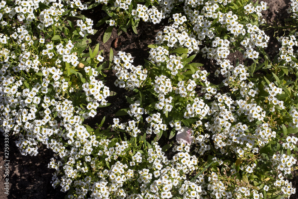 Alyssum low growing annual flowering plants with very branched stems containing dense clusters of small sweet smelling Alyssum low growing annual flowering plants with very branched stems containing dense clusters of small sweet smelling