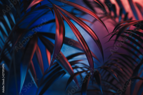 Tropical plants on blue and red neon background. empty space. 3D rendering.