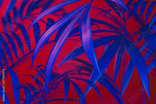 Tropical plants on blue and red neon background. empty space. 3D rendering.