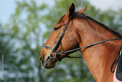 Portrait of a chestnut mare in a bridle with ears backward,