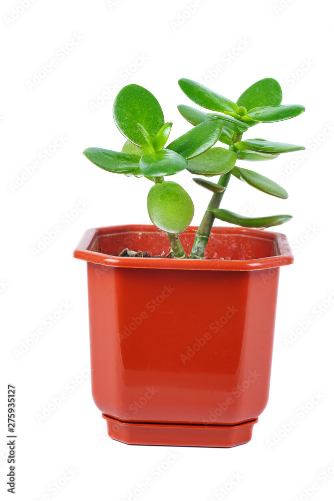 Fototapeta premium Crassula ovata jade plant isolated on white background
