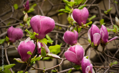 Close-up view of pink blooming magnolia. Beautiful spring bloom for magnolia tulip trees pink flowers.