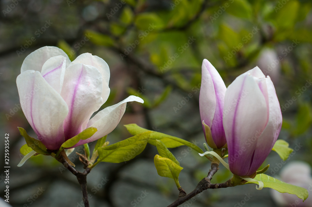Close-up view of pink blooming magnolia. Beautiful spring bloom for magnolia tulip trees pink flowers. Close-up view of pink blooming magnolia. Beautiful spring bloom for magnolia tulip trees pink flowers.