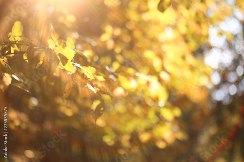 Autumn background in the park © alexkich