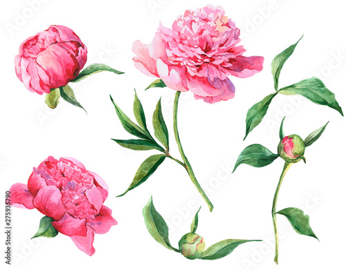 Set of vintage watercolor pink flowers peonies  leaves  branches