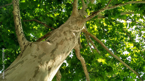 Sycamore tree. Platanus orientalis. Spotted plane tree trunk under sunlight_9 photo