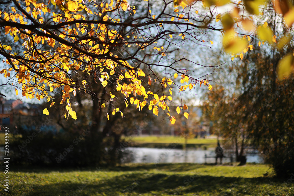 Fototapeta premium Autumn background in the park