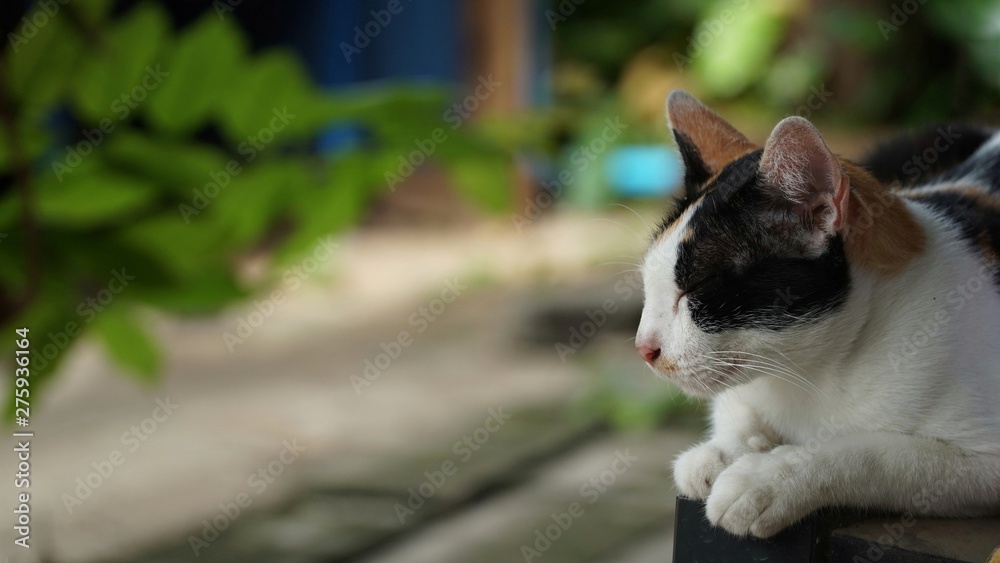 cat in garden cat in garden