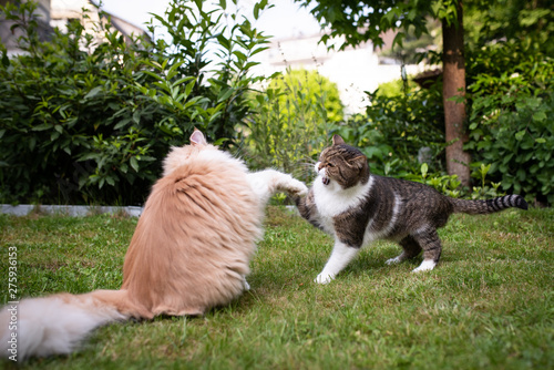 фотографія two cats fighting in the back yard