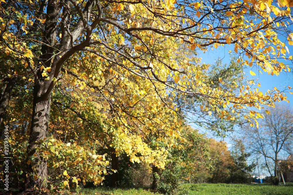Autumn background in the park