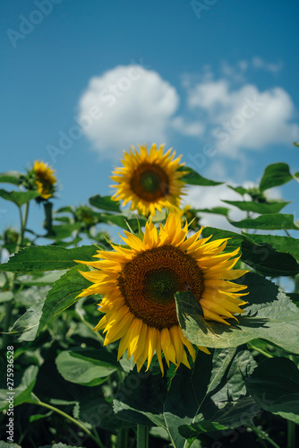 Sunflower plants with clouds in the background