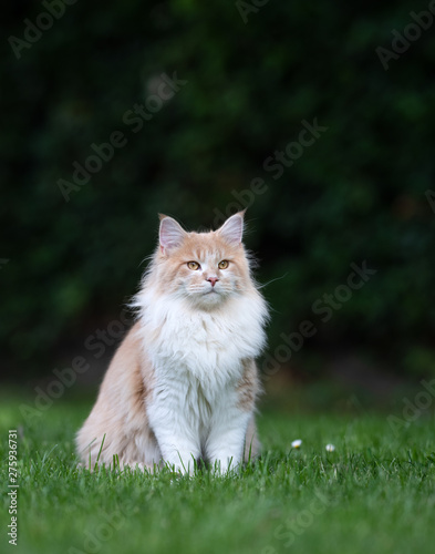 beige white maine coon cat sitting on grass in the garden observing the  area Stock Photo | Adobe Stock